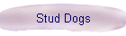 Stud Dogs