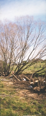 Willows and Stumps