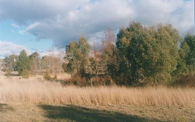 Island of Black Sallees