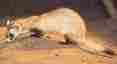 Picture of a Ferret