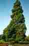 Picture of Redwood Tree