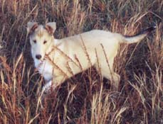 Magan