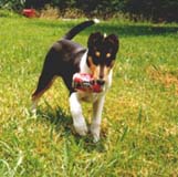 Taz