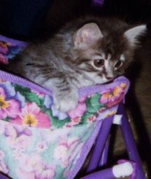 The second bed was tooo soft...