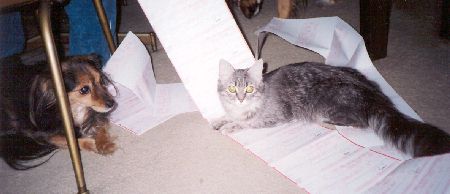 Casey and Sheba in trouble