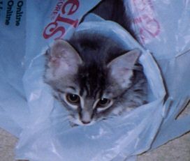 The fourth bed was tooo noisy....