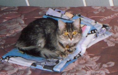 The fifth bed was juuust right!