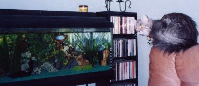 Sheba contemplating lunch