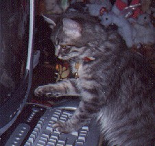 Compu-Cat