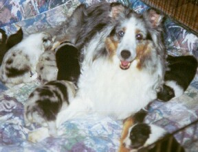 Cher and her litter 