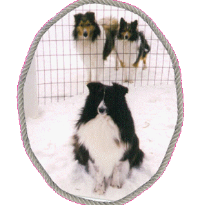 puppie sire