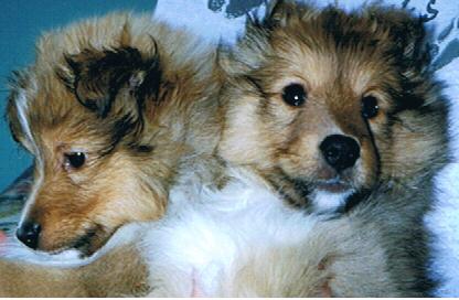 sable puppies