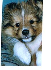 E-mail link for magic puppies