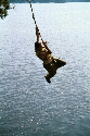 The Swing!