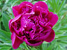 red peonie