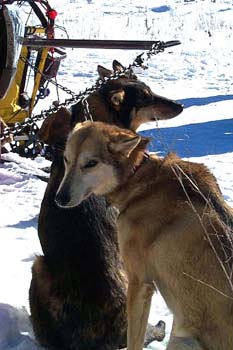 2dogs
