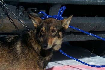 blue_ears