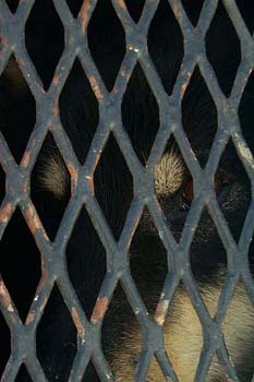 dog_eye1