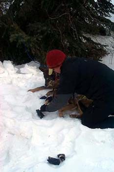 dogcare