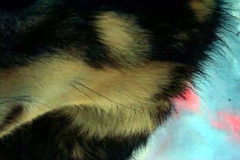 doghair