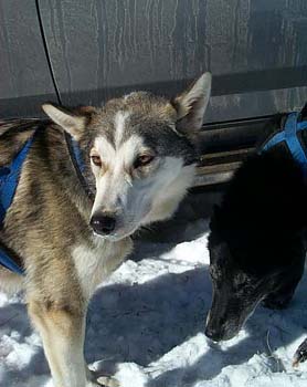 husky