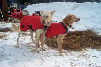 red_jackets