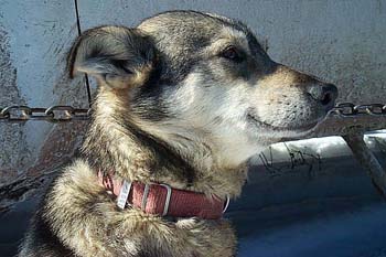sleddog
