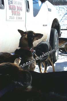 sleddog2