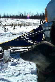 sleddog_dogsled