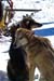 2dogs