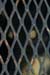 dog_eye1
