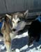 husky
