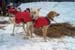 red_jackets