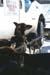 sleddog2