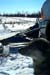 sleddog_dogsled