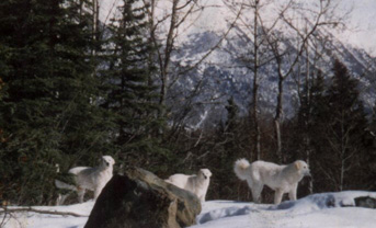 Glacier shop creek kuvasz
