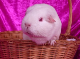 photo of PE White cavy by Emma, Glimmer Stud