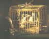 pigeonbasket2.jpg (171803 bytes)