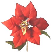 poinsettia