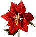 poinsettia