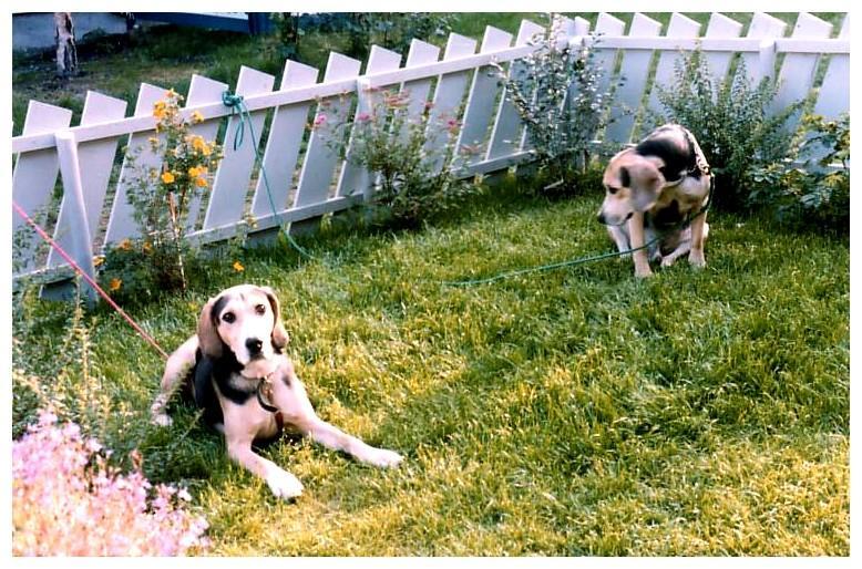 Mine to gode venner, Giro og Rapp