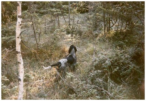 Tidlig h�stmorgen med Ringo