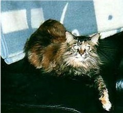 Jeg heter Ronja og er ei Main Coon-jente.