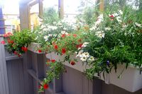 Blomsterprakt p� terassen 2004 / Flowers on the porch 2004