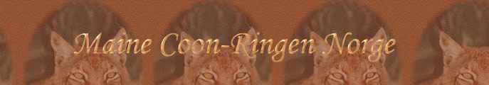 Den norske Maine Coon - siden