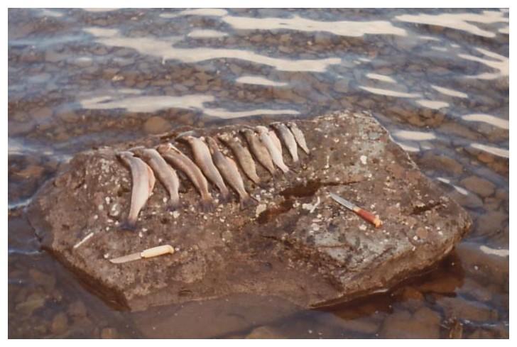 Feit �rret fra et fjellvann i Tr�ndelag