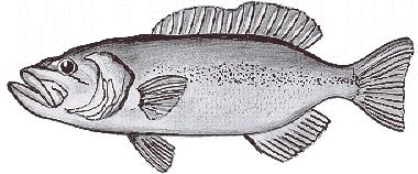 Black Bass