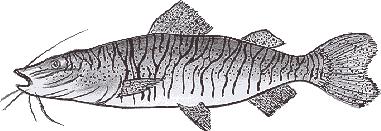 Cachara