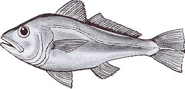 CORVINA