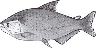 Matrinx�